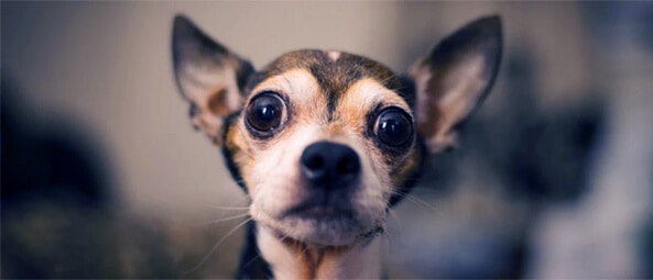 dog-with-big-eyes